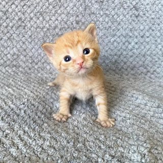 Illustration de l'article : L'adorable histoire de Shortbread, seul chaton roux au milieu d'une portée entièrement blanche