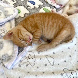 Illustration de l'article : L'adorable histoire de Shortbread, seul chaton roux au milieu d'une portée entièrement blanche