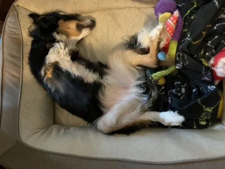 Illustration de l'article : Le parcours inspirant de Tobi : ce chien handicapé offre un soutien émotionnel précieux aux écoliers