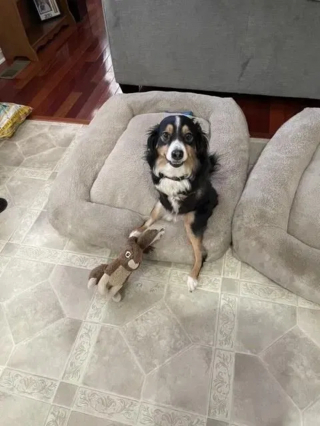 Illustration de l'article : Le parcours inspirant de Tobi : ce chien handicapé offre un soutien émotionnel précieux aux écoliers