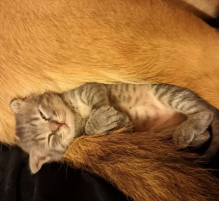 Illustration de l'article : Une chienne qui n’aimait pas les chats tombe sous le charme d’un chaton orphelin et le prend sous son aile 