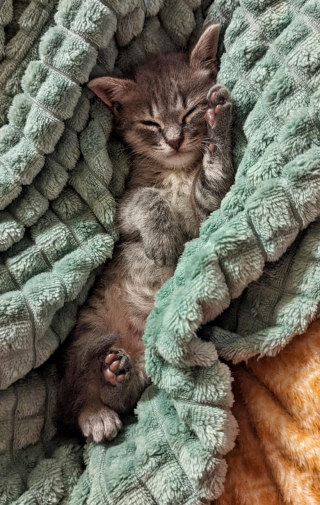 Illustration de l'article : Une chienne qui n’aimait pas les chats tombe sous le charme d’un chaton orphelin et le prend sous son aile 