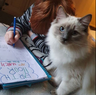 Illustration de l'article : 13 chats s'improvisant coachs scolaires et prêts à tout pour que leurs humains fassent correctement leurs devoirs