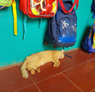 Illustration de l'article : 13 chats s'improvisant coachs scolaires et prêts à tout pour que leurs humains fassent correctement leurs devoirs