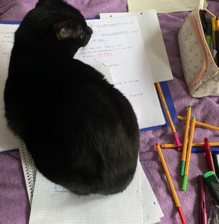Illustration de l'article : 13 chats s'improvisant coachs scolaires et prêts à tout pour que leurs humains fassent correctement leurs devoirs