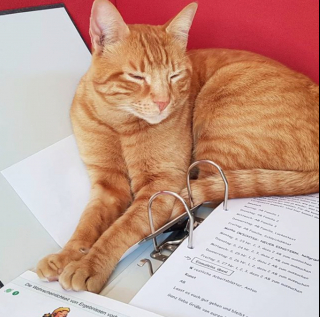 Illustration de l'article : 13 chats s'improvisant coachs scolaires et prêts à tout pour que leurs humains fassent correctement leurs devoirs