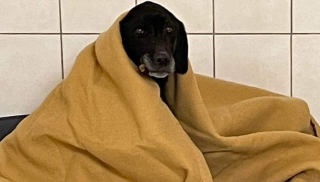 Illustration de l'article : De l'abandon à l'espoir : comment Tosca, une chienne rachitique a eu droit à un nouveau départ