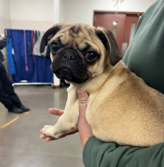 Illustration de l'article : Une chienne lâchement abandonnée au milieu des ordures est repérée juste à temps par une bénévole