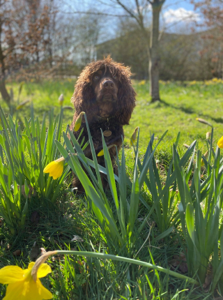 Illustration de l'article : De chien "ingérable" à héros : l'admirable parcours d'un Cocker devenu expert en détection de maladies