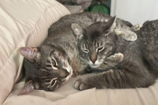 Illustration de l'article : Le combat touchant d'une étudiante pour sauver son chat malgré les obstacles financiers