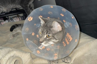 Illustration de l'article : Le combat touchant d'une étudiante pour sauver son chat malgré les obstacles financiers