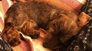 Illustration de l'article : Une descente de police permet de retrouver Rami, un chien volé dans un chenil avec ses 7 congénères