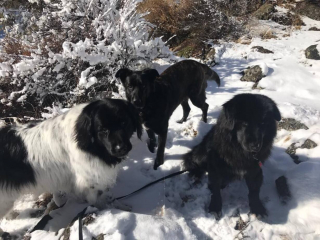 Illustration de l'article : Des bienfaiteurs emmènent un chiot errant déprimé à 1600 kilomètres de son refuge pour lui redonner goût à la vie