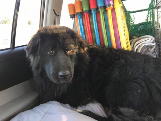 Illustration de l'article : Des bienfaiteurs emmènent un chiot errant déprimé à 1600 kilomètres de son refuge pour lui redonner goût à la vie