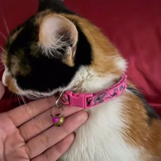 Illustration de l'article : Un bateau vient au secours d’un chat effrayé coincé sous une jetée (vidéo)