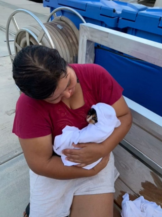 Illustration de l'article : Un bateau vient au secours d’un chat effrayé coincé sous une jetée (vidéo)