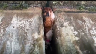 Illustration de l'article : Un bateau vient au secours d’un chat effrayé coincé sous une jetée (vidéo)