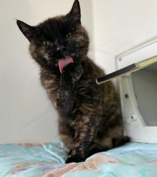 Illustration de l'article : 2 chats inséparables ont affronté la rue ensemble et cherchent désormais une maison pour toujours