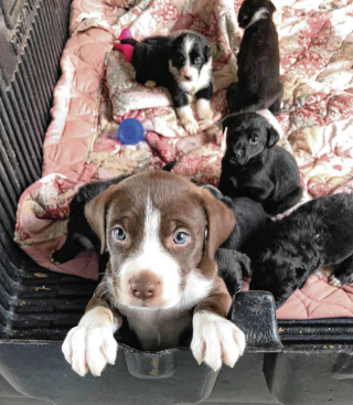 Illustration de l'article : 2 septuagénaires dédient leur temps libre à la cause animale et s’occupent d’environ 80 animaux