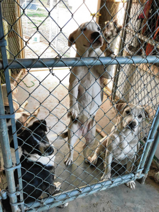 Illustration de l'article : 2 septuagénaires dédient leur temps libre à la cause animale et s’occupent d’environ 80 animaux