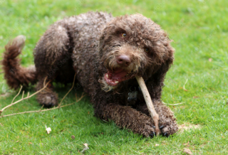 Illustration de l'article : 5 races de chiens dont le charme irrésistible réside dans les bouclettes