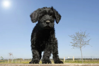 Illustration de l'article : 5 races de chiens dont le charme irrésistible réside dans les bouclettes