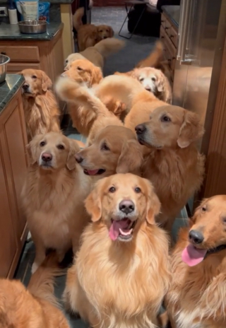 Illustration de l'article : Un homme partage son quotidien animé avec ses 13 Golden Retrievers adultes (vidéo)