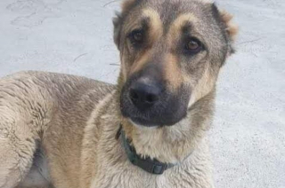 Illustration de l'article : Un vétéran américain tient à adopter un chien en Afghanistan pour lui offrir l’amour et la sécurité qu’il n’a jamais eus