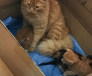 Illustration de l'article : Une chatte errante emmène ses chatons malades dans un hôpital pour humains et attire l’attention des soignants