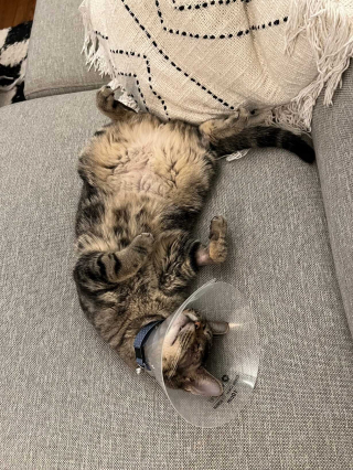 Illustration de l'article : Une chatte souffrant de graves problèmes de santé retrouvée livrée à elle-même dans un appartement abandonné