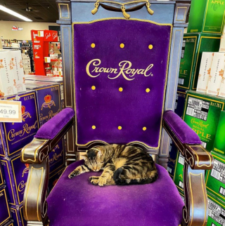 Illustration de l'article : 20 photos de chats rencontrés au hasard des emplettes dans des commerces de proximité