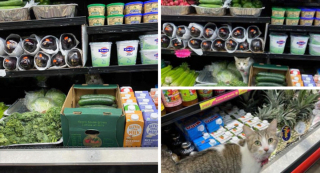 Illustration de l'article : 20 photos de chats rencontrés au hasard des emplettes dans des commerces de proximité