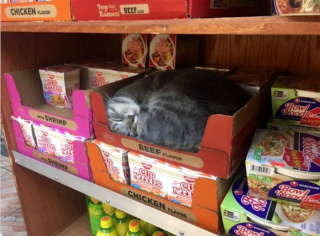 Illustration de l'article : 20 photos de chats rencontrés au hasard des emplettes dans des commerces de proximité