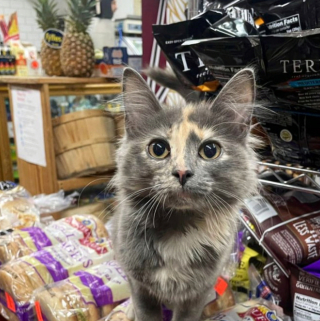 Illustration de l'article : 20 photos de chats rencontrés au hasard des emplettes dans des commerces de proximité