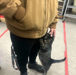 Illustration de l'article : 20 photos de chats rencontrés au hasard des emplettes dans des commerces de proximité