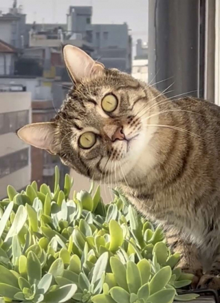 Illustration de l'article : Un chat tigré exprime son mécontentement face à un voisin trop proche
