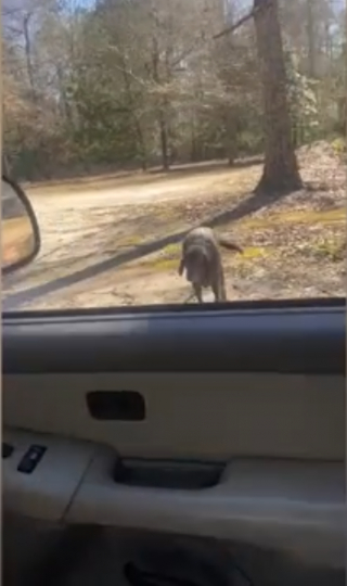 Illustration de l'article : En achetant une maison, une femme décide de garder le chien de ses propriétaires décédés