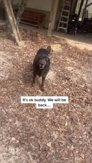 Illustration de l'article : En achetant une maison, une femme décide de garder le chien de ses propriétaires décédés