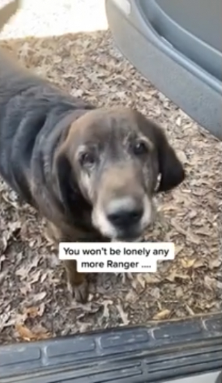 Illustration de l'article : En achetant une maison, une femme décide de garder le chien de ses propriétaires décédés