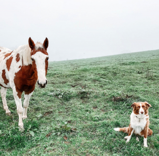 Illustration de l'article : Un cheval et une chienne aux couleurs similaires ressemblent à des sœurs et s'entendent comme telles