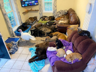 Illustration de l'article : Ces 2 femmes ont réalisé leur rêve en partageant leur maison avec 30 chiens (vidéo)
