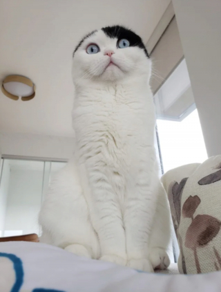 Illustration de l'article : 20 photos du Scottish Fold, chat aux oreilles rabattues et au charme irr&eacute;sistible