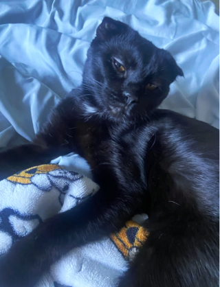 Illustration de l'article : 20 photos du Scottish Fold, chat aux oreilles rabattues et au charme irr&eacute;sistible