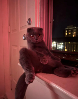 Illustration de l'article : 20 photos du Scottish Fold, chat aux oreilles rabattues et au charme irr&eacute;sistible