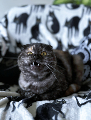 Illustration de l'article : 20 photos du Scottish Fold, chat aux oreilles rabattues et au charme irr&eacute;sistible