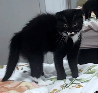 Illustration de l'article : 20 photos du Scottish Fold, chat aux oreilles rabattues et au charme irr&eacute;sistible