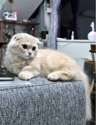 Illustration de l'article : 20 photos du Scottish Fold, chat aux oreilles rabattues et au charme irr&eacute;sistible