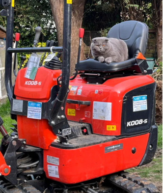 Illustration de l'article : 20 photos du Scottish Fold, chat aux oreilles rabattues et au charme irr&eacute;sistible