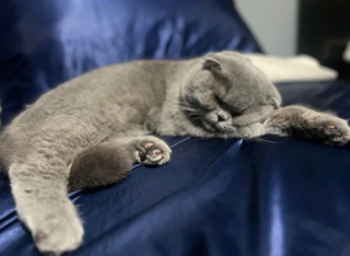 Illustration de l'article : 20 photos du Scottish Fold, chat aux oreilles rabattues et au charme irr&eacute;sistible