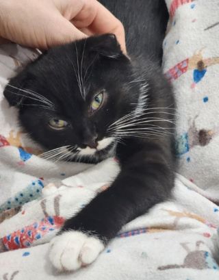 Illustration de l'article : 20 photos du Scottish Fold, chat aux oreilles rabattues et au charme irr&eacute;sistible